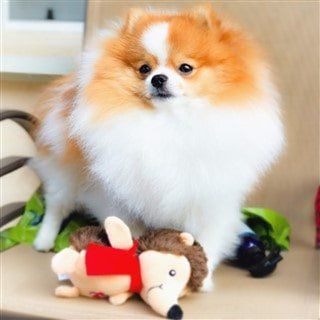 Hair brush for outlet pomeranian